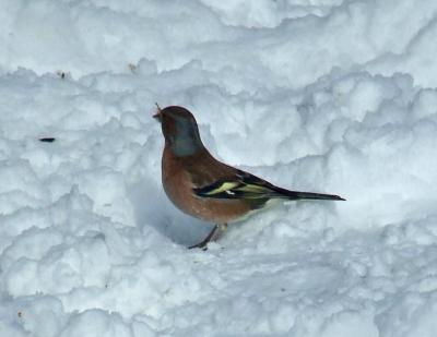 Прикрепленное изображение: pb07.jpg